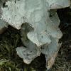 Lobaria scrobiculata